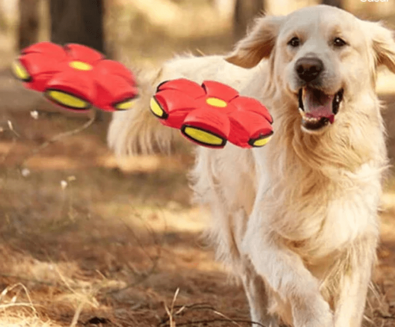 A incrível bola voadora - PET TOY™ - 2X1 OFERTA - (VENDA DE FECHAMENTO)